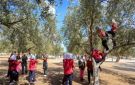 أشجار الزيتون في المسجد الأقصى.. هوية راسخة وصمود في وجه الانتهاكات