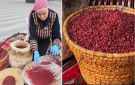 السماق البلدي في عجلون .. موروث غذائي يعزز التنمية