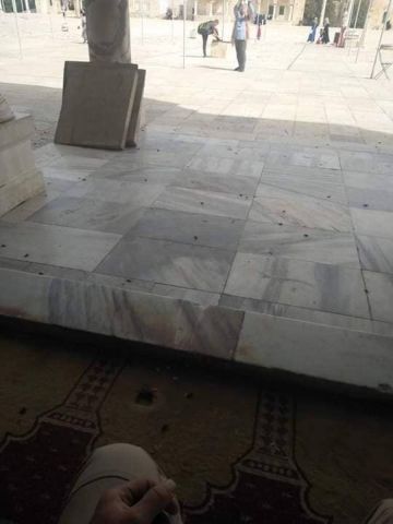  الصراصير السوداء تصل القدس المحتلة