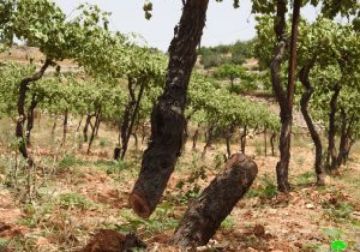 قوات الاحتلال تقتلع حوالي 200 شجرة كرمة في الخضر جنوب بيت لحم