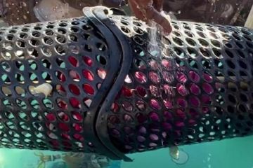 خاص بين الخيمة والركام.. تيسير عبيد يخترع وسيلة حياة لأسرته في غزة