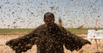 صورة حرب بلا رحمة على النحل: 39 مليون دولار خسائر واندثار 30 ألف خلية في غزة صورة حرب بلا رحمة على النحل: 39 مليون دولار خسائر واندثار 30 ألف خلية في غزة