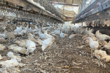 تقرير الشوا لـفلسطين: خسارة 96 من القدرة الإنتاجية الحيوانية تهدد الأمن الغذائي بغزة