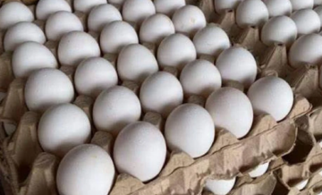 غزة: ضبط 260 طبق بيض وتتلف 686 كجم من المواد الغذائية الفاسدة غزة: ضبط 260 طبق بيض وتتلف 686 كجم من المواد الغذائية الفاسدة