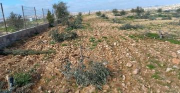 مستوطنون يحطمون 70 شجرة زيتون جنوب الخليل