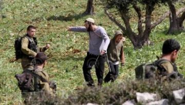 مستوطنون يكسرون 10 أشجار زيتون في مسافر يطا