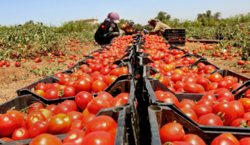 لماذا ارتفعت أسعار البندورة؟