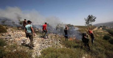 تصاعد إرهاب المستوطنين في الضفة.. اقتلاع مئات الأشجار واعتداءات واسعة في نابلس والخليل