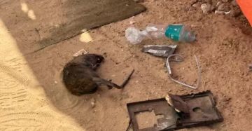 الإغاثة الطبية تحذر من كارثة صحية وشيكة بسبب اجتياح القوارض شمال غزة