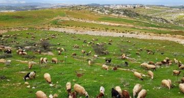 مستوطنون يطلقون مواشيهم قرب منازل الأهالي في مسافر يطا