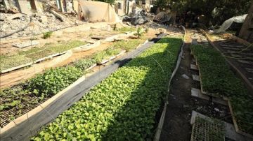 الإغاثة الدولية: العدوان على غزة دمر 96 من الأراضي الزراعية