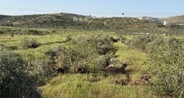 بالصور  مستوطنون يقتلعون 400 شجرة زيتون في سهل ترمسعيا شمال رام الله