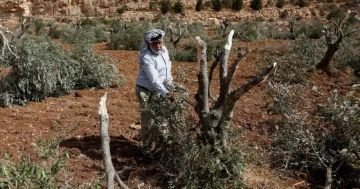 مستوطنون يقطعون نحو 400 شجرة زيتون شمال رام الله مستوطنون يقطعون نحو 400 شجرة زيتون شمال رام الله