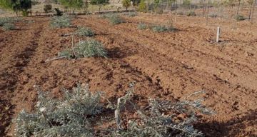 الاحتلال يقتلع عشرات الأشجار المثمرة بنابلس