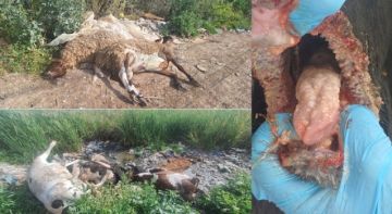خبير بيئي يحذر من كارثة وبائية في محافظة جنين بعد إلقاء نفوق المواشي المصابة بالحمى القلاعية بالوديان