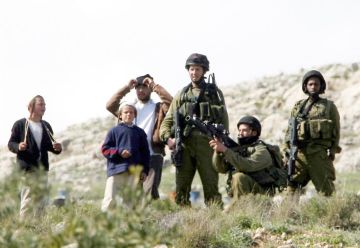 مستوطنون يقتلعون أشجار زيتون غرب سلفيت