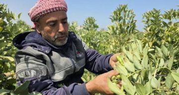 تقرير  بين التجريف والنزوح.. المزارع 