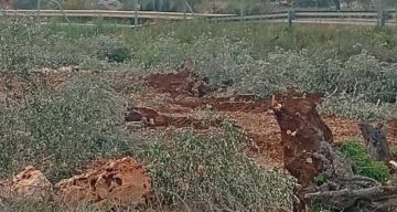 الاحتلال يقتلع مئات أشجار الزيتون شمالي سلفيت