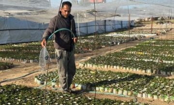 بين الركام والصدأ.. شتلات صغيرة تتحدى خراب غزة بين الركام والصدأ.. شتلات صغيرة تتحدى خراب غزة