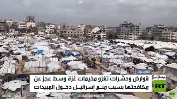الحشرات والقوارض تغزو خيام النازحين الحشرات والقوارض تغزو خيام النازحين