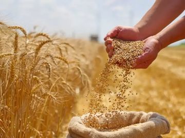 الفاو تحذر من النقص الفوري في الغذاء الفاو تحذر من النقص الفوري في الغذاء