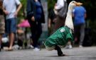 بطة تتحول إلى أيقونة لمونديال 2026 وسط جدل حول دخولها الملاعب