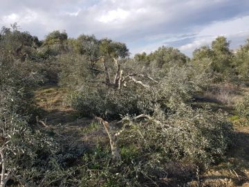 قرار إسرائيلي بإزالة الغطاء النباتي عن 69 دونما في نابلس قرار إسرائيلي بإزالة الغطاء النباتي عن 69 دونما في نابلس