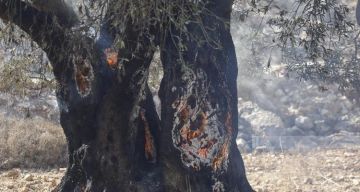 بالفيديو الاحتلال يحرق عشرات أشجار الزيتون في دير قديس غرب رام الله بالفيديو الاحتلال يحرق عشرات أشجار الزيتون في دير قديس غرب رام الله