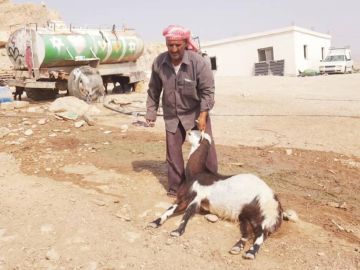 بسبب سموم المستوطنين.. نفوق 54 رأسا من الأغنام في العوجا 