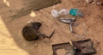 بلدية غزة: انهيار شبكات الصرف وتراكم الركام فاقما انتشار القوارض في المدينة