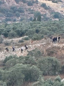 بحماية الجيش: المستوطنون يشنون عدوانا واسعا غرب نابلس بحماية الجيش: المستوطنون يشنون عدوانا واسعا غرب نابلس
