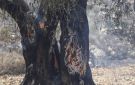 بالفيديو الاحتلال يحرق عشرات أشجار الزيتون في دير قديس غرب رام الله - ps
