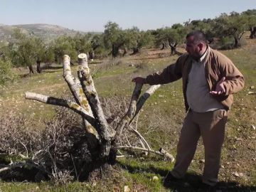 مستوطنون يقطعون عشرات الأشجار المثمرة غرب جنين مستوطنون يقطعون عشرات الأشجار المثمرة غرب جنين
