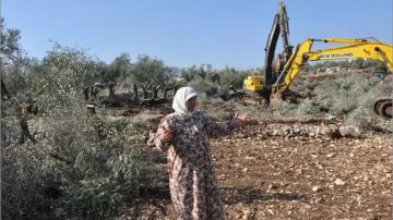 الاحتلال يقتلع أكثر من 100 شجرة زيتون جنوب غرب جنين الاحتلال يقتلع أكثر من 100 شجرة زيتون جنوب غرب جنين