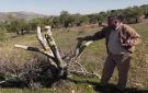 مستوطنون يقطعون عشرات الأشجار المثمرة غرب جنين