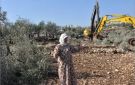 الاحتلال يقتلع أكثر من 100 شجرة زيتون جنوب غرب جنين