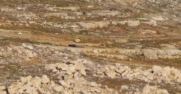 إصابة مستوطن دهسا واعتقال 3 شبان بالقدس إصابة مستوطن دهسا واعتقال 3 شبان بالقدس