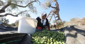 الشؤون المدنية تعلن استكمال استعداداتها لموسم قطف الزيتون بالضفة الشؤون المدنية تعلن استكمال استعداداتها لموسم قطف الزيتون بالضفة