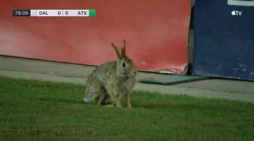 أرنب يقتحم ملعب المباراة ! أرنب يقتحم ملعب المباراة !