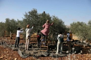 لأول مرة.. إسرائيل تمنع الفلسطينيين من حصاد محاصيلهم في أراض بالضفة لأول مرة.. إسرائيل تمنع الفلسطينيين من حصاد محاصيلهم في أراض بالضفة
