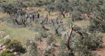 مستوطنون يقطعون 30 شجرة جوافة غرب جنين مستوطنون يقطعون 30 شجرة جوافة غرب جنين