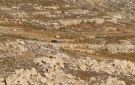 إصابة مستوطن دهسا واعتقال 3 شبان بالقدس