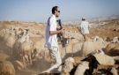 مستوطنون يحاولون سرقة أغنام خلال هجوم شرق بيت لحم - ps