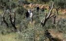 مستوطنون يجرفون عشرات الدونمات ويقتلعون زيتونا في حوارة