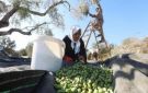 الشؤون المدنية تعلن استكمال استعداداتها لموسم قطف الزيتون بالضفة 