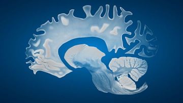دراسة نرويجية مثيرة للجدل: أدمغة الرجال تنكمش أسرع من أدمغة النساء مع التقدم في السن