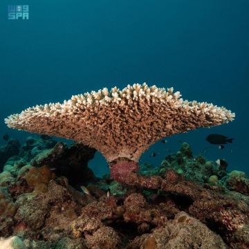 شعاب البحر الأحمر تتحدى الحرارة.. والحياة الفطرية ترصد تحسنا غير مسبوق