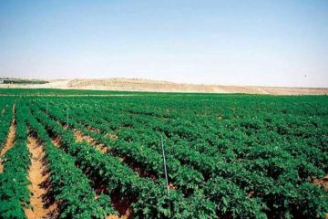 انطلاق موسم التشجير الوطني 2025 غدا تحت شعار يد تغرس وأرض تزدهر انطلاق موسم التشجير الوطني 2025 غدا تحت شعار يد تغرس وأرض تزدهر