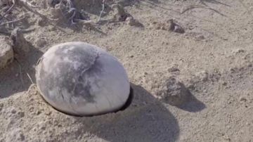 من الإليزيه إلى لا سانتيه.. ساركوزي يبدأ تنفيذ عقوبة التمويل الليبي