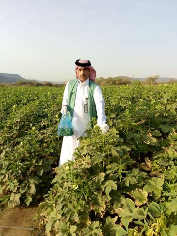 البيئة بالجموم تنفذ جولة ميدانية لرصد بقايا المبيدات في المنتجات الزراعية البيئة بالجموم تنفذ جولة ميدانية لرصد بقايا المبيدات في المنتجات الزراعية